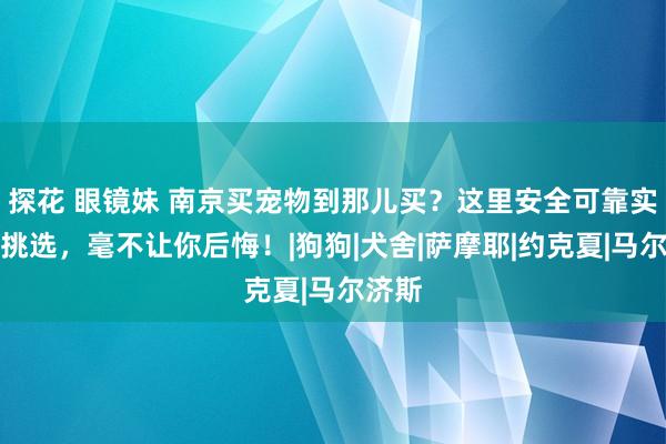 探花 眼镜妹 南京买宠物到那儿买？这里安全可靠实体店挑选，毫不让你后悔！|狗狗|犬舍|萨摩耶|约克夏|马尔济斯